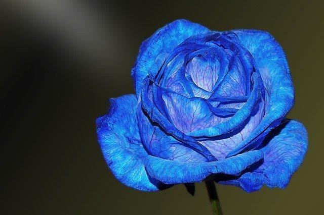 Mawar Biru
