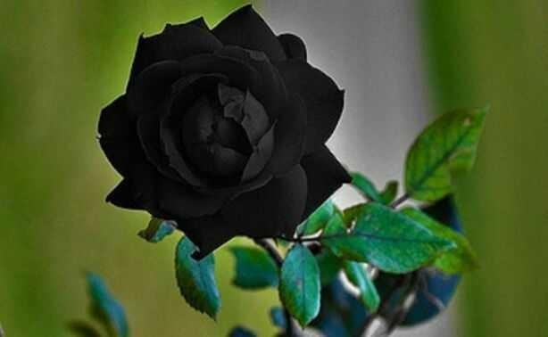Mawar Hitam
