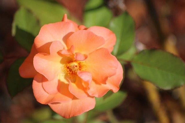 Mawar Peach