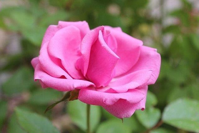 Mawar Pink