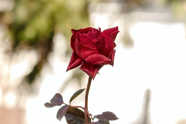 roses
